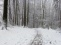 P1000220 1 Im tiefverschneiten Wald Richtung Zvieriplättli
